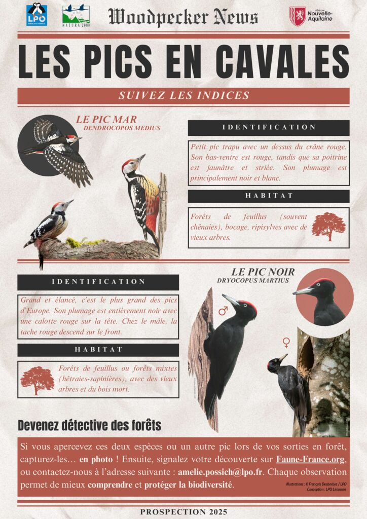 thumbnail of Affiche_participative_Pic_noir_Pic_mar_compressed